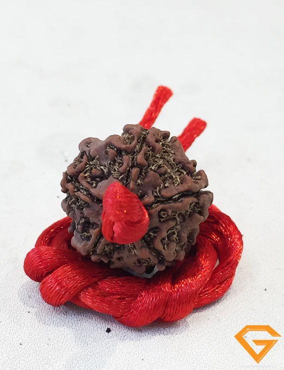 5 Mukhi Natural Certified Rudraksha Pendant Size- 24 mm